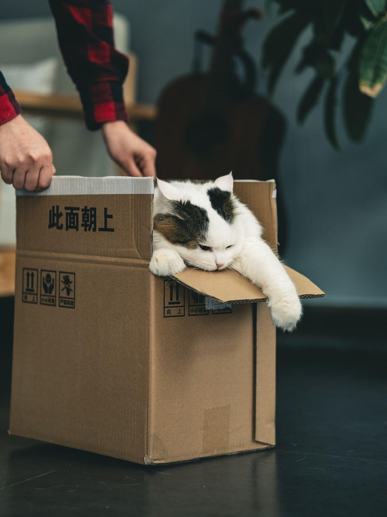 tuxedo cat in brown cardboard box